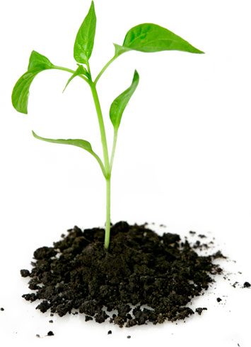 Περιγραφή: C:\Users\manol\Desktop\2019 CretePortal\___CRETEPORTAL FINAL\20180923_OLD Website CretePortal\sprout.jpg